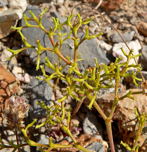 Chorizanthe brevicornu